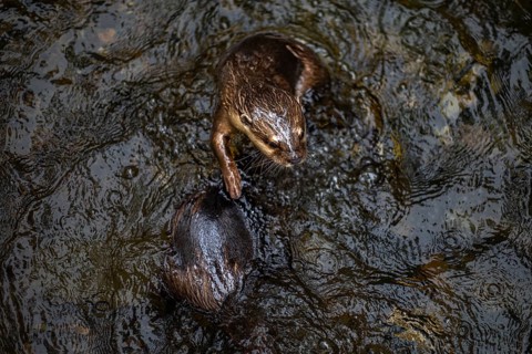 Top view of a playful nutria swims and interacts with its surroundings in the tranquil waters of
