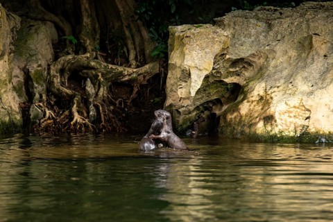 Two nutrias engage playfully in a serene water body within Khao Sok National Park, Surat Thani,