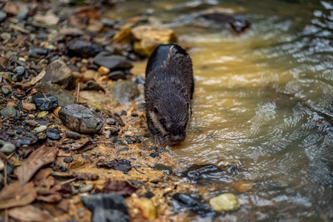 A nutria cautiously ventures into a quiet river, surrounded by rocky shores and dense foliage in