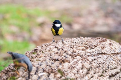 A vividly colored Great Tit, Parus major, stands alert on a textured tree stump, surrounded by