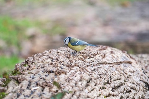 A striking blue tit rests elegantly on a rough, textured log in a natural setting, showcasing its