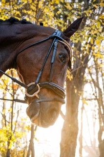 A striking close-up of a horse's head, adorned with elegant dressage tack, set against a luminous