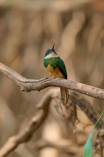 A small bird sits on a branch in a blurred forest background, conveying tranquillity, Rufous-tailed