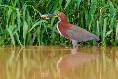 Heron in the water with a captured frog in front of dense reeds, Marbled Heron (Tigrisoma