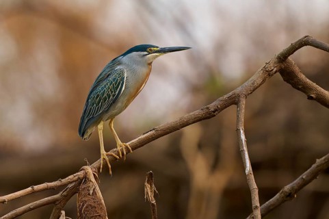 A bird sitting on a branch in a natural environment with brown and green tones, Mongrove Heron