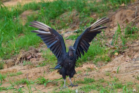 A vulture stands with outstretched wings on grassy ground, Raven Vulture (Coragyps atratus),