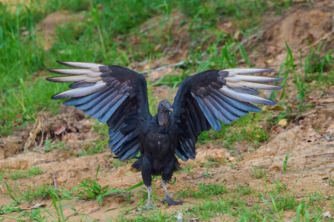 Black vulture with outstretched wings on an earthy surface, Raven vulture (Coragyps atratus),