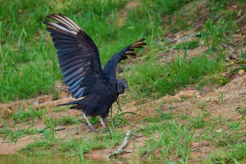 A vulture with slightly raised wings in green surroundings, Raven Vulture (Coragyps atratus),