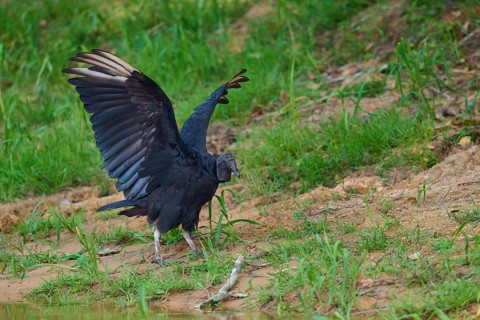 A vulture raises its wings while standing on a grassy area, Raven Vulture (Coragyps atratus),