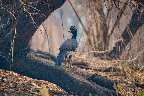 A bird with blue plumage and yellow beak sits on a branch in a dry forest, Bare-faced Hokko (Crax