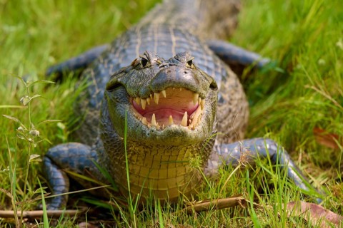 A caiman in the grass with its mouth open, teeth visible and head on the ground, spectacled caiman