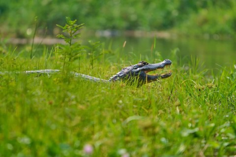 A caiman can be seen half in the dense grass, near a body of water, Spectacled caiman (Caiman