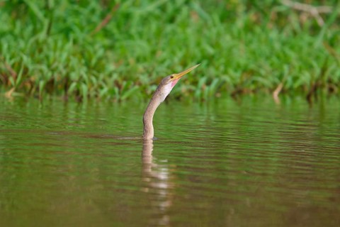 Bird's head protruding from the peaceful, green water, surrounded by dense riparian vegetation,