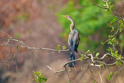 Bird sitting attentively on a branch against a background of vivid green and warm colours, Darter