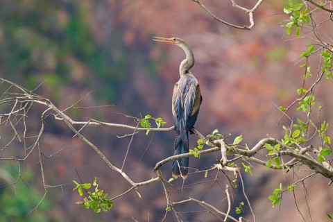 Bird, sitting on a thin branch in front of a background of natural colours and soft drawing, Darter