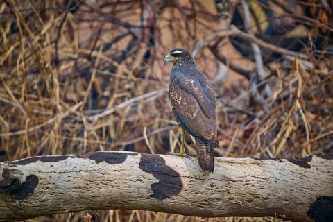 A bird of prey resting on a branch surrounded by dense branches, Black Buzzard (Buteogallus