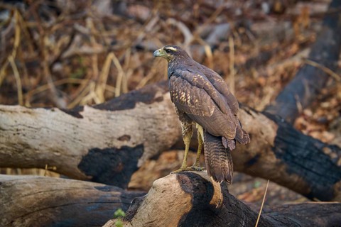 A bird of prey sits attentively on a branch in a wooded area, Black Buzzard (Buteogallus