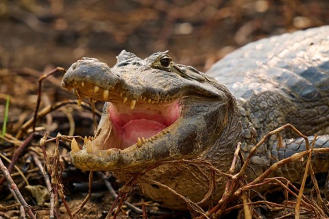 Close-up of a caiman with open mouth and visible teeth on dry ground, spectacled caiman (Caiman