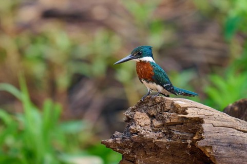 A kingfisher on a tree trunk in front of a natural, blurred background, Amazonian Kingfisher