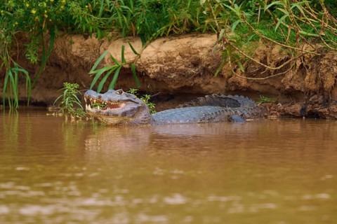 A caiman lies on the bank of a river, partly in the water, surrounded by green vegetation,
