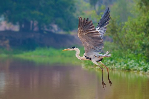 A heron in flight over calm water, trees in the background, Cocoi Heron (Ardea cocoi), Pantanal,
