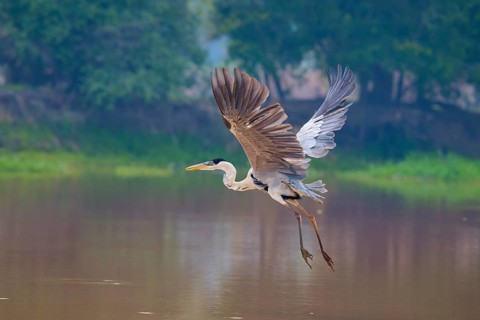 A heron flies over the water, framed by trees in the background, Cocoi Heron (Ardea cocoi),