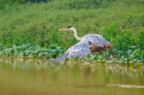 A heron soars above the water surface in a green environment, Cocoi Heron (Ardea cocoi), Pantanal,