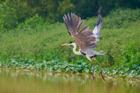A heron in flight over the water, surrounded by green plants, Cocoi Heron (Ardea cocoi), Pantanal,