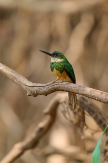 A small bird on a branch in a natural environment, soft blurred background, Rufous-tailed jacamar