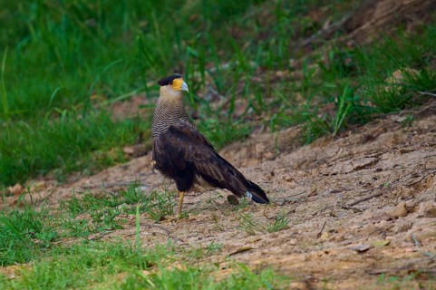 A bird of prey stands on earthy ground surrounded by grass, crested caracara (Caracara plancus),