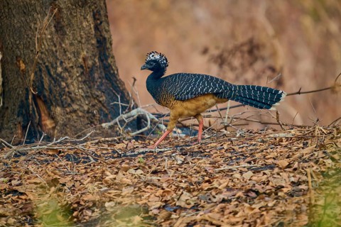 A striped bird with a black head walks through a wooded area covered with foliage, Bare-faced Hokko