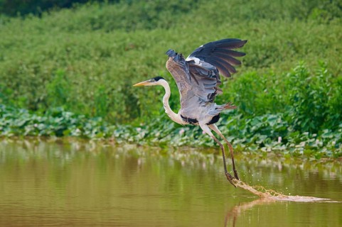 A heron flies over the water, surrounded by green vegetation, Cocoi Heron (Ardea cocoi), Pantanal,