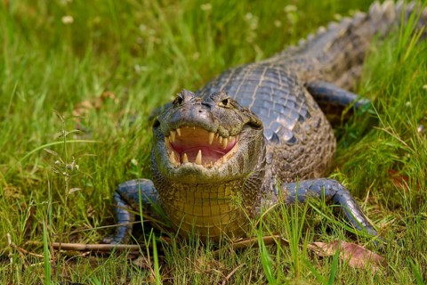 A caiman in the grass with wide open mouth and visible teeth, head on the ground, spectacled caiman