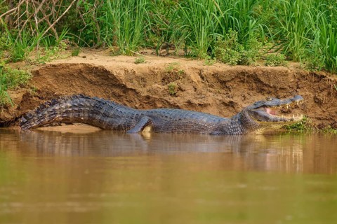 A caiman lies on the bank of a river with its mouth wide open, surrounded by green nature,
