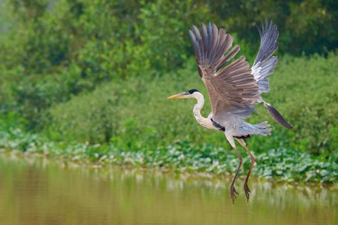 A heron soars elegantly over the water, surrounded by greenery, Cocoi Heron (Ardea cocoi),