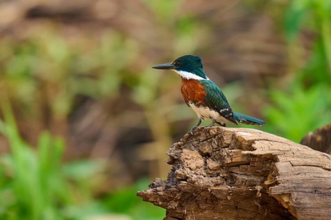 A kingfisher sits on a tree trunk with a blurred green background, Amazonian Kingfisher