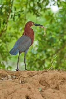 Heron standing on brown ground with a frog caught in its beak, Marbled Heron (Tigrisoma lineatum),