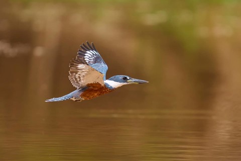 A kingfisher in the air with outstretched wings over a water surface, Red-breasted Kingfisher