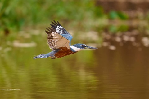 A kingfisher flies along the riverbank, wings spread wide, Red-breasted Kingfisher (Ceryle