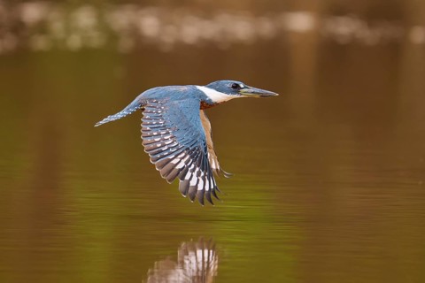A kingfisher flies over the water showing its reflection, Red-breasted Kingfisher (Ceryle