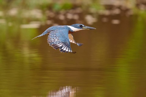 A kingfisher flies just above a water surface, green plants in the background, Red-breasted