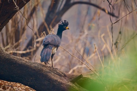 A bird with blue feathers and a yellow beak stands on a branch in a dry forest, Bare-faced Hokko