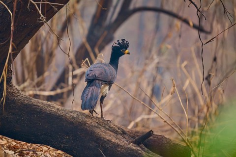 A bird with blue wings and a yellow beak balancing on a branch in the forest, naked-faced hokko