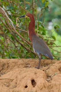 Heron standing in front of trees with frog in beak on earthy ground, Marbled Heron (Tigrisoma