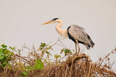 A heron resting on branches against a grey sky, Cocoi Heron (Ardea cocoi), Pantanal, Mato Grosso,