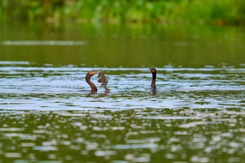 Two birds fighting for a fish in the water, surrounded by greenery, Olive Cormorant, Cormorant,