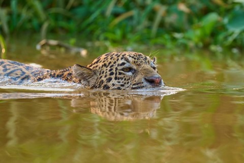 The jaguar swims leisurely in the water, surrounded by dense jungle vegetation, Jaguar (Panthera