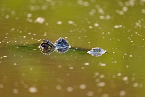 A caiman lies still in the water, its eye and part of its head sticking out, Spectacled caiman