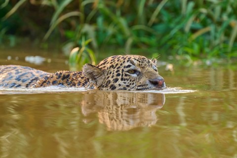 The jaguar is in the river and swims calmly through the brown water in the green surroundings,