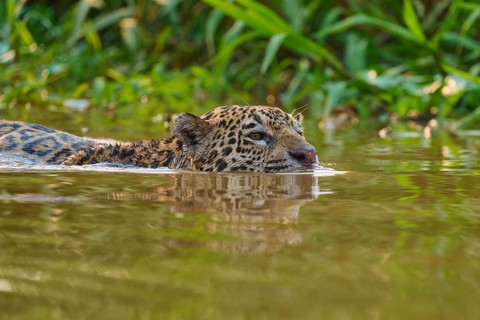 A swimming jaguar in brown water, surrounded by green jungle vegetation, Jaguar (Panthera onca),